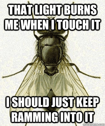 that light burns me when i touch it I should just keep ramming into it - that light burns me when i touch it I should just keep ramming into it  Fly logic