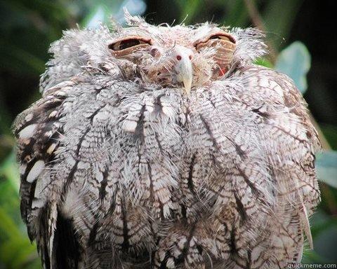  NÅR DU VAKNER FRA EN POWERNAP OG LURER PÅ KA ÅRHUNDRE DU ER I Misc