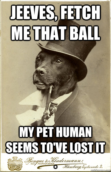 Jeeves, fetch me that ball my pet human seems to've lost it                  .  Old Money Dog