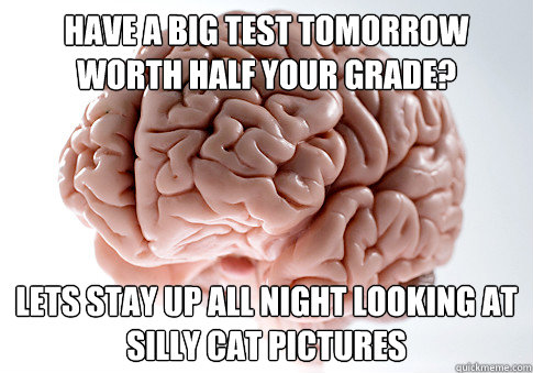 Have a big test tomorrow worth half your grade? Lets stay up all night looking at silly cat pictures  Scumbag Brain