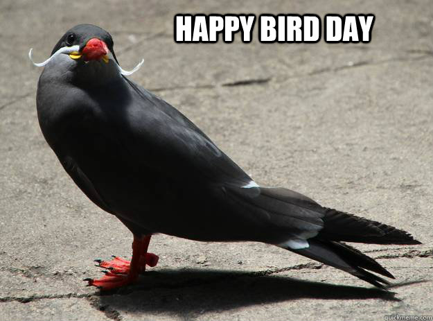 happy bird day  Evil Mustache Bird