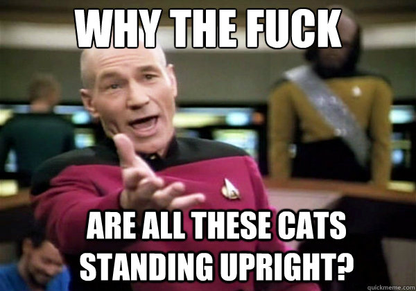 Why the fuck are all these cats standing upright?  Why The Fuck Picard