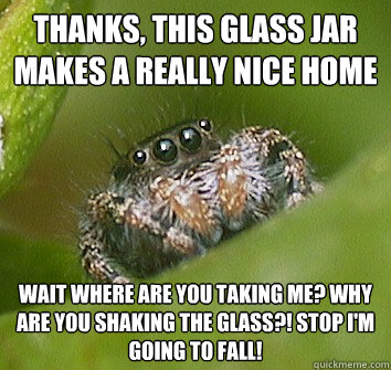 Thanks, this glass jar makes a really nice home Wait where are you taking me? Why are you shaking the glass?! Stop I'm going to fall!  Misunderstood Spider