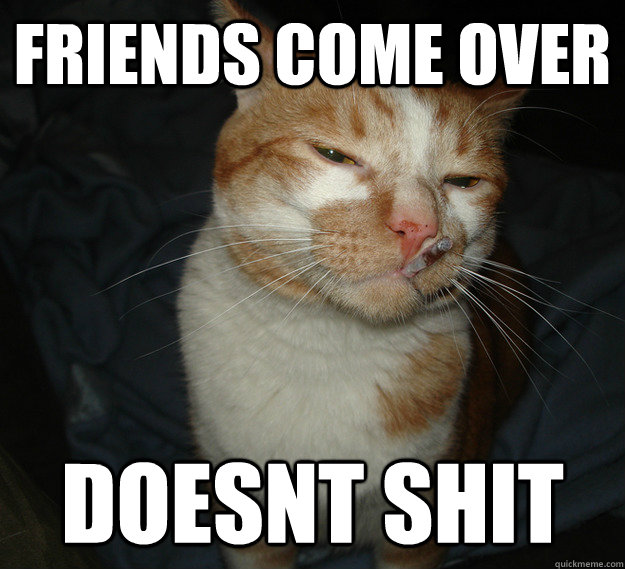Friends Come over Doesnt Shit  Good Guy Cat