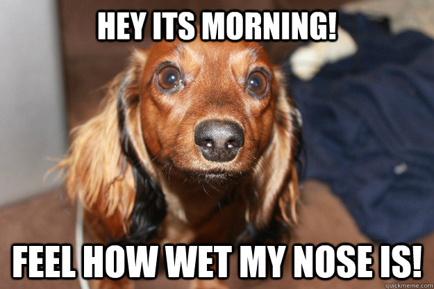 Hey its morning! feel how wet my nose is!  Loyal Dog