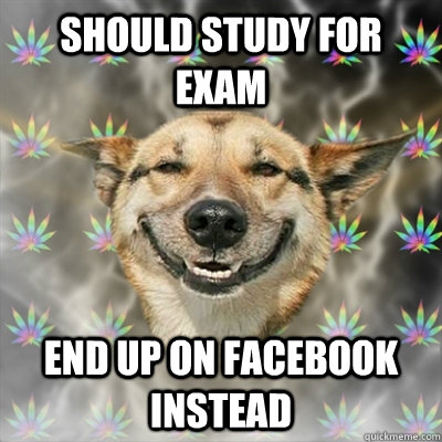 Should study for exam End up on facebook instead  Stoner Dog