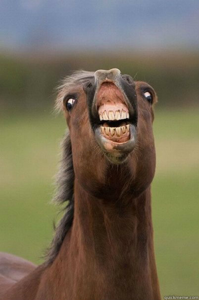  

  Derp Horse