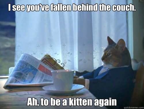 I see you've fallen behind the couch. Ah, to be a kitten again   The One Percent Cat