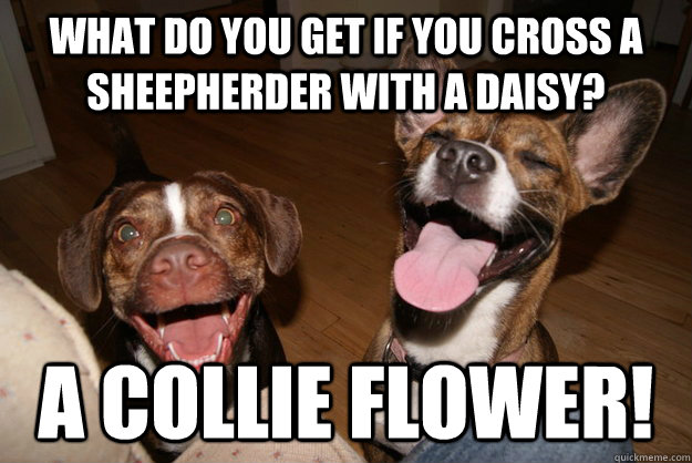 What do you get if you cross a sheepherder with a daisy? A collie flower! - What do you get if you cross a sheepherder with a daisy? A collie flower!  Clean Joke Puppies