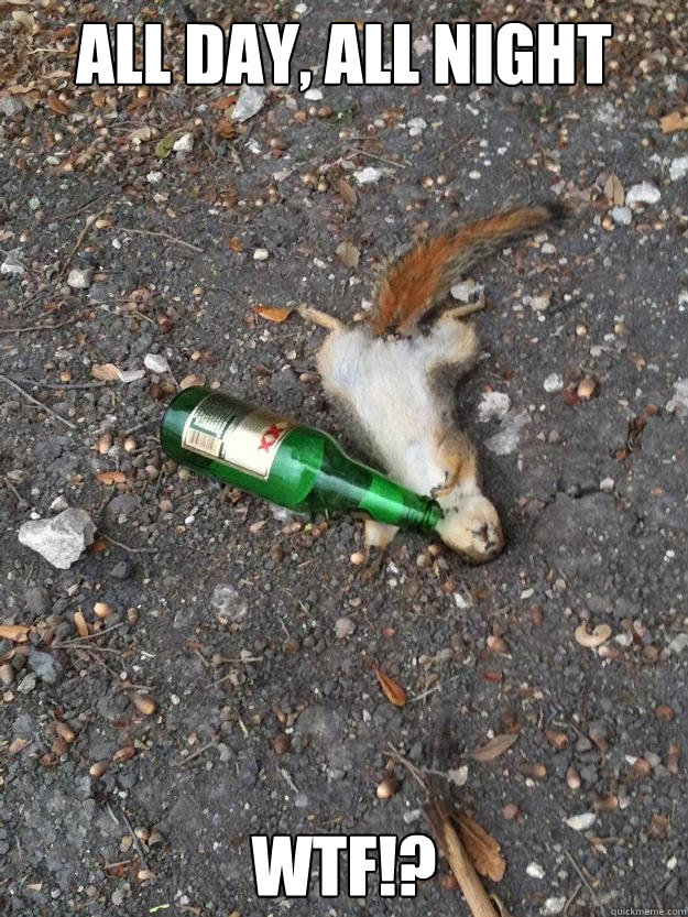 all day, all night wtf!? - all day, all night wtf!?  Dos Equis Squirrel