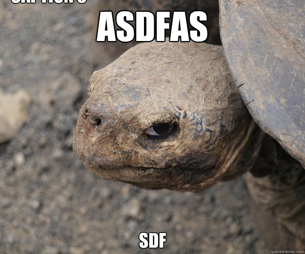 asdfas sdf Caption 3 goes here  Insanity Tortoise