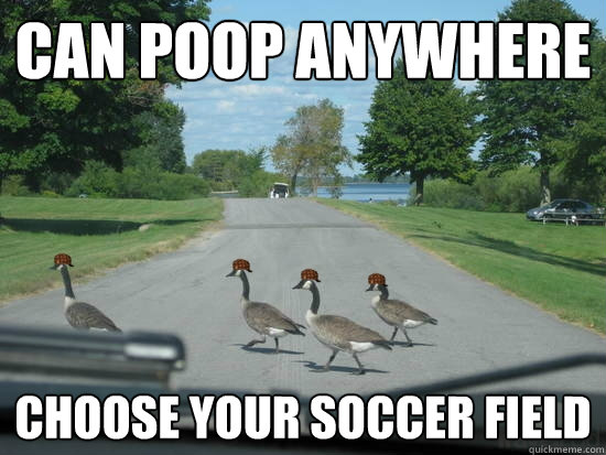 can poop anywhere choose your soccer field - can poop anywhere choose your soccer field  Scumbag Geese