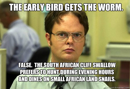 The early bird gets the worm. false.  The south african cliff swallow prefers to hunt during evening hours and dines on small african land snails.  Schrute