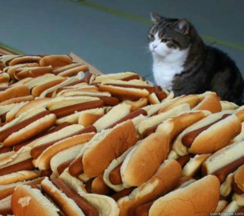    Cat And Hotdogs