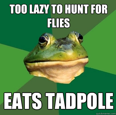 Too Lazy To hunt for flies Eats tadpole  Foul Bachelor Frog