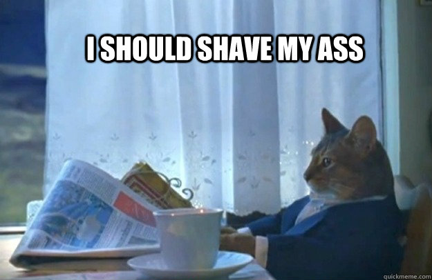I should shave my ass  Sophisticated Cat