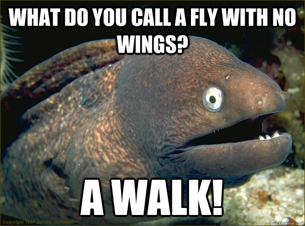 What do you call a fly with no wings? A walk!  Bad Joke Eel