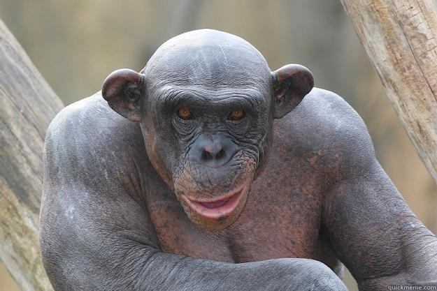   The Most Interesting Chimp In The World