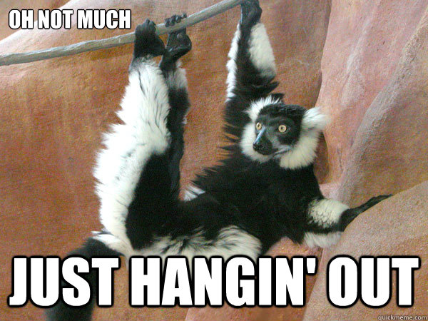 Oh not much Just hangin' out  Lame Joke Lemur