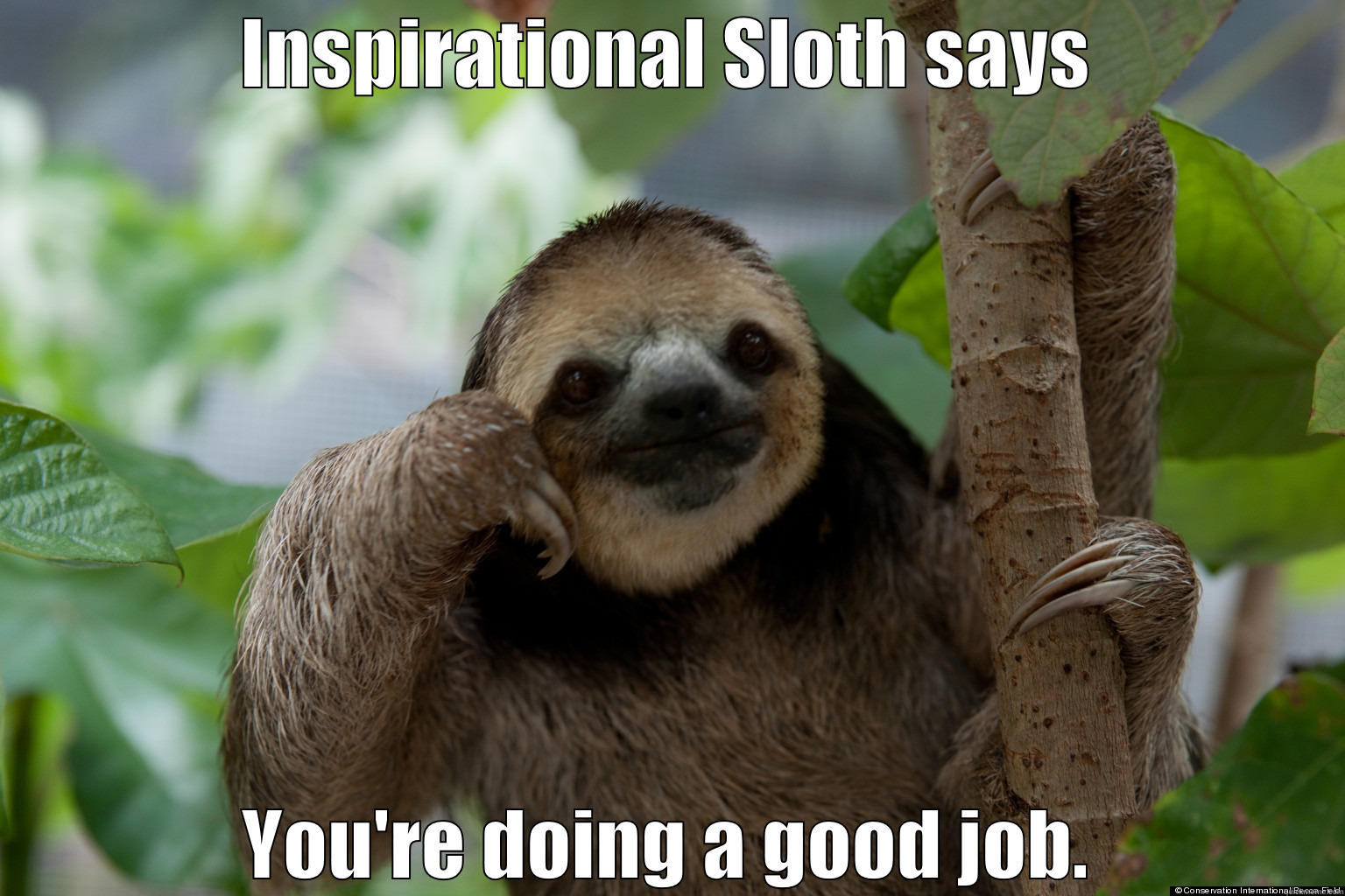 Inspirational Sloth - INSPIRATIONAL SLOTH SAYS YOU'RE DOING A GOOD JOB. Misc
