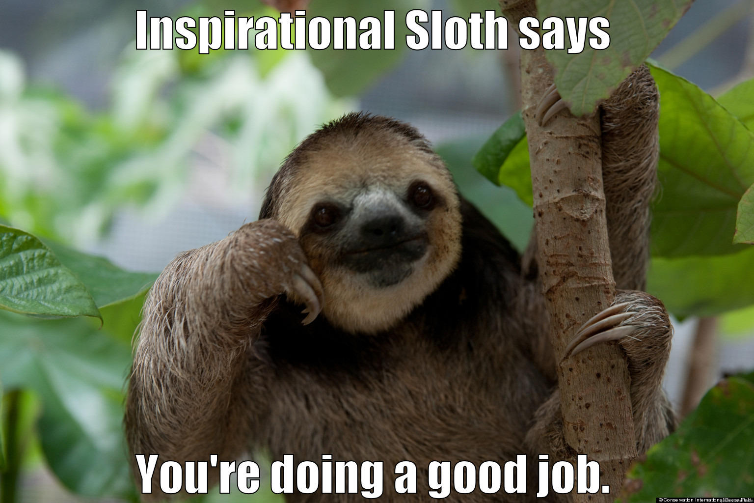 INSPIRATIONAL SLOTH SAYS YOU'RE DOING A GOOD JOB. Misc