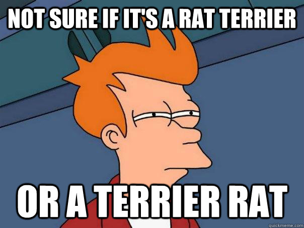 Not sure if it's a rat terrier or a terrier rat  Futurama Fry