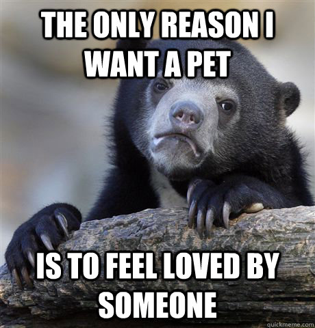 The only reason I want a pet is to feel loved by someone  Confession Bear