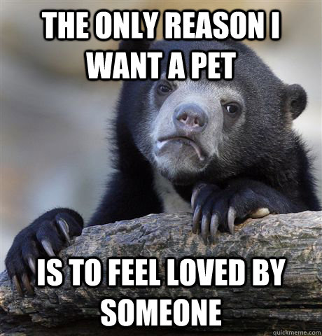 The only reason I want a pet is to feel loved by someone  Confession Bear