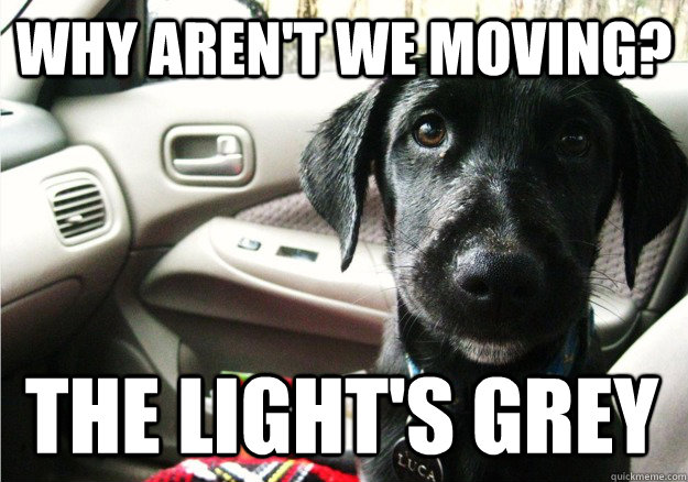 WHY AREn't we moving? the light's grey - WHY AREn't we moving? the light's grey  Back seat dog