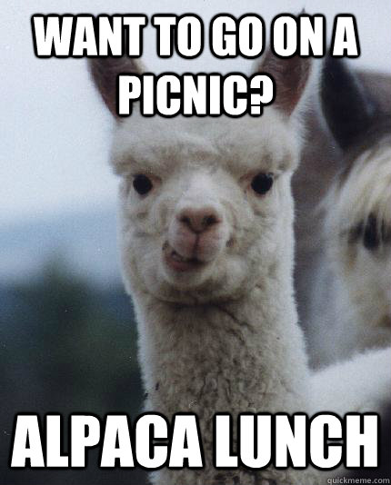 Want to go on a picnic? Alpaca lunch  ALPACA