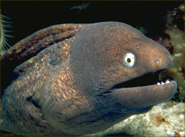   -    Bad Joke Eel