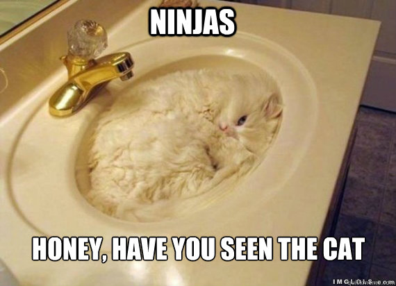 NINJAs HONEY, HAVE YOU SEEN THE CAT  NINJA sink cat
