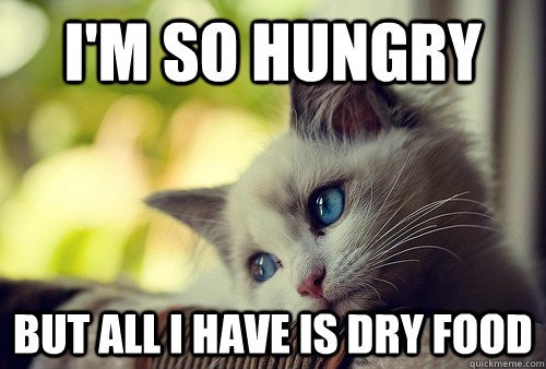 I'm so hungry but all I have is dry food - I'm so hungry but all I have is dry food  First World Problems Cat