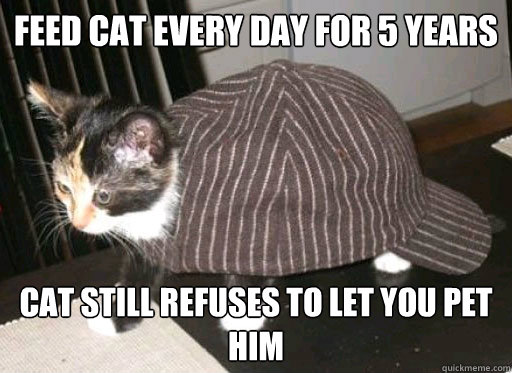 Feed cat every day for 5 years Cat still refuses to let you pet him  
