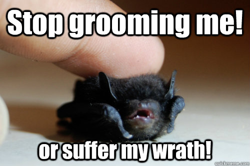 Stop grooming me! or suffer my wrath! - Stop grooming me! or suffer my wrath!  Baby Bat