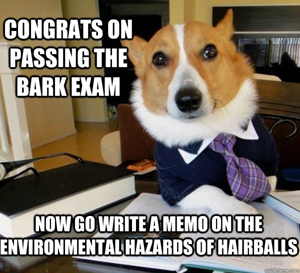 Congrats on passing the Bark Exam Now go write a memo on the environmental hazards of hairballs  Lawyer Dog