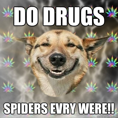 do drugs spiders evry were!!  Stoner Dog