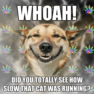 Whoah! Did you totally see how slow that cat was running?  Stoner Dog