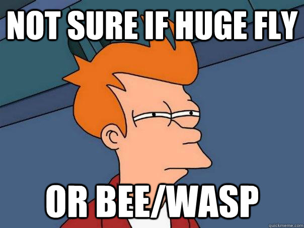 Not sure if huge fly Or bee/Wasp   Futurama Fry