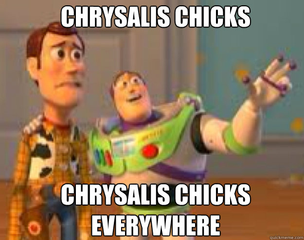 Chrysalis chicks Chrysalis chicks everywhere - Chrysalis chicks Chrysalis chicks everywhere  Woody and Buzz everywhere