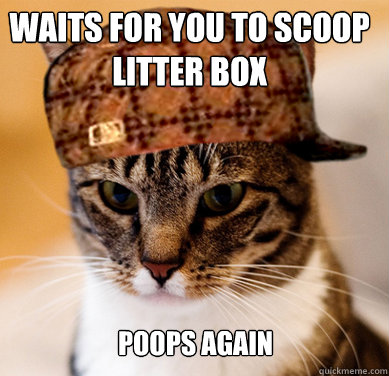 Waits for you to scoop litter box poops again  Scumbag Cat