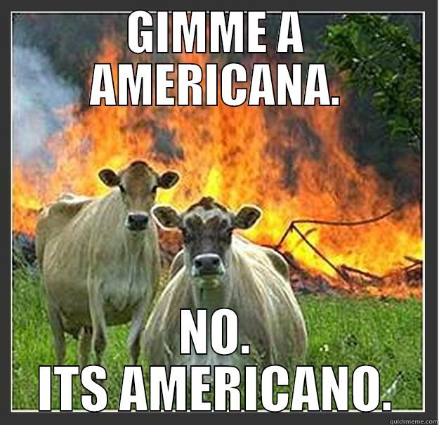 GIMME A AMERICANA. NO. ITS AMERICANO. Evil cows