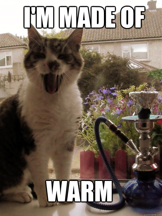 i'm made of warm  easily entertained stoner cat