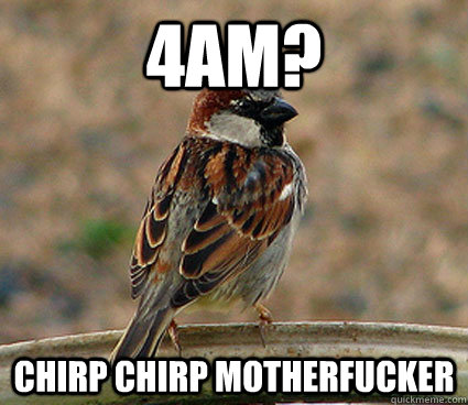 4AM? Chirp Chirp motherfucker  