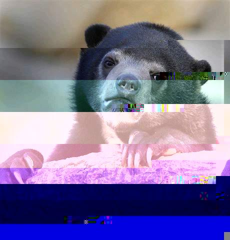   Confession Bear