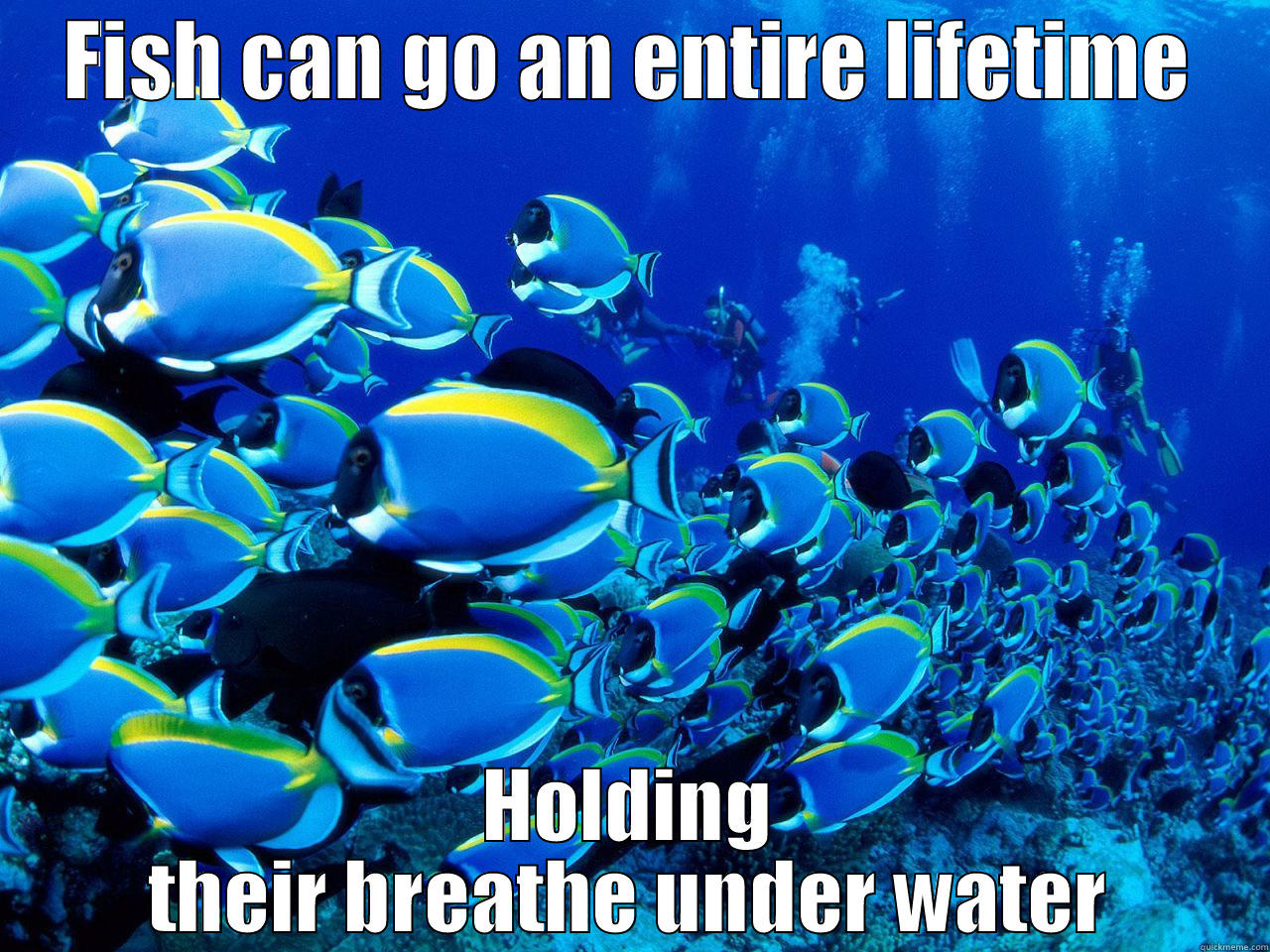Fishy Fish stories - FISH CAN GO AN ENTIRE LIFETIME HOLDING THEIR BREATHE UNDER WATER Misc