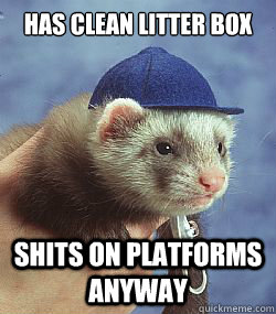 Has clean litter box shits on platforms anyway  