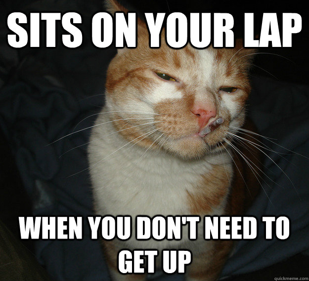 sits on your lap when you don't need to get up  Cool Cat Craig