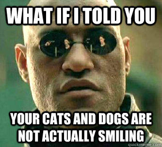 what if i told you your cats and dogs are not actually smiling  Matrix Morpheus