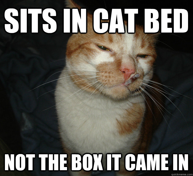 Sits in cat bed Not the box it came in  Cool Cat Craig